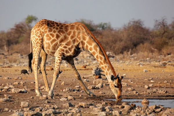 长颈鹿饮水 — 图库照片