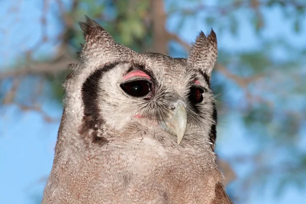 Giant eagle-owl — Stock Photo, Image