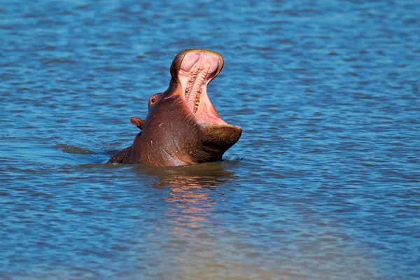 Ippopotamo che sbadiglia — Foto Stock