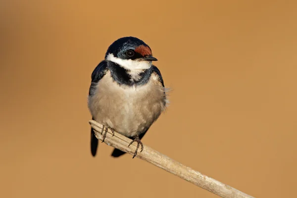 White-throated swallow — Stock Photo, Image