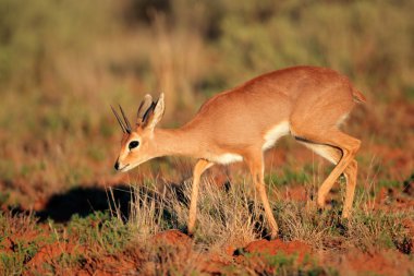 Steenbok antelope clipart