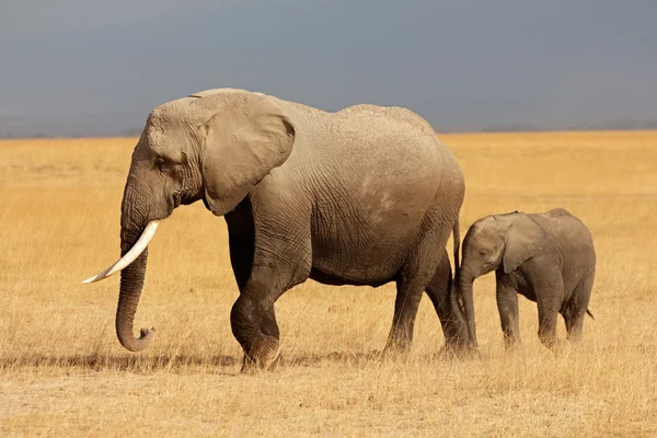 非洲大象与小牛 — 图库照片