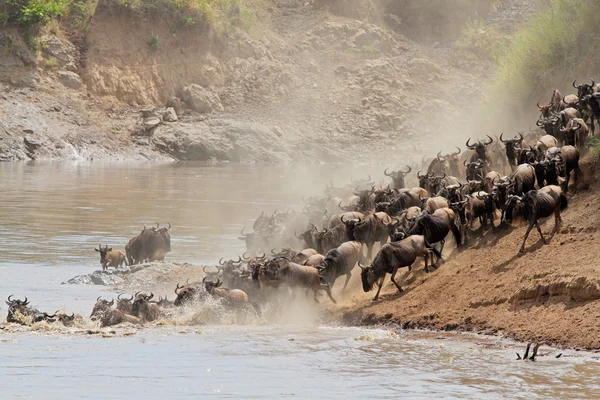 Wildebeest göç — Stok fotoğraf