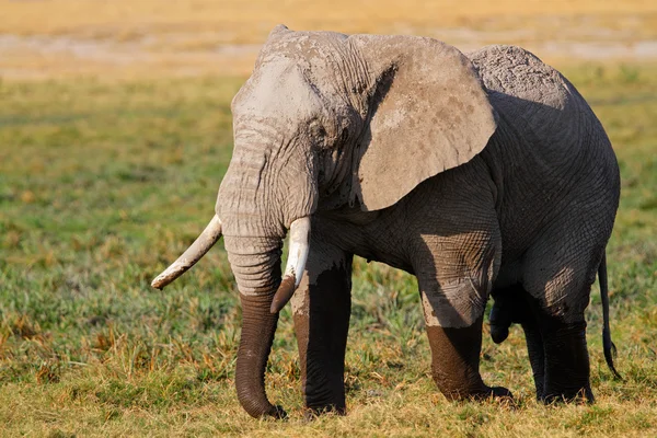 Elefante africano — Foto Stock