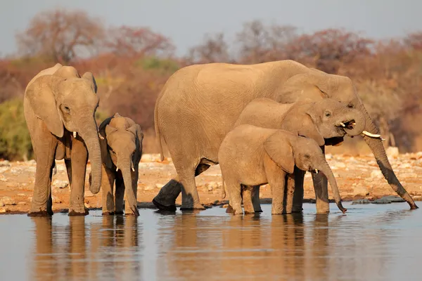 Elephants drinking water — Stock Photo, Image