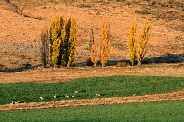 Paisagem rural — Fotografia de Stock