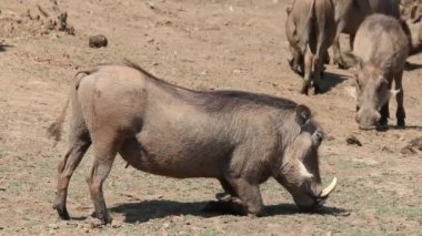 warthogs ailesi