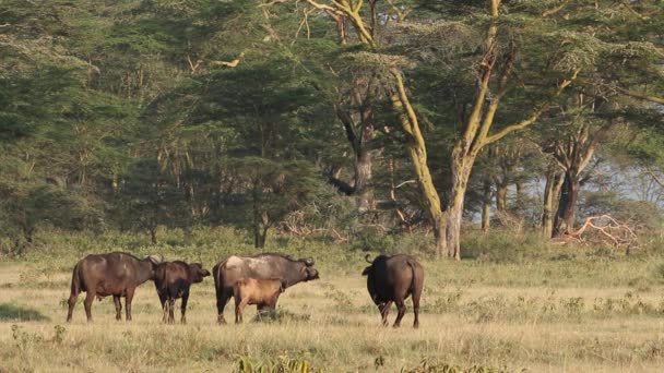 Afrikanska bufflar — Stockvideo