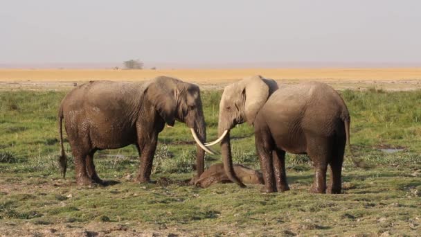 African elephants in mud — Stock Video