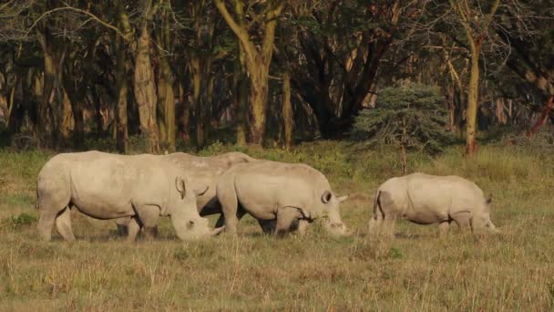 Rhinocéros blanc — Video