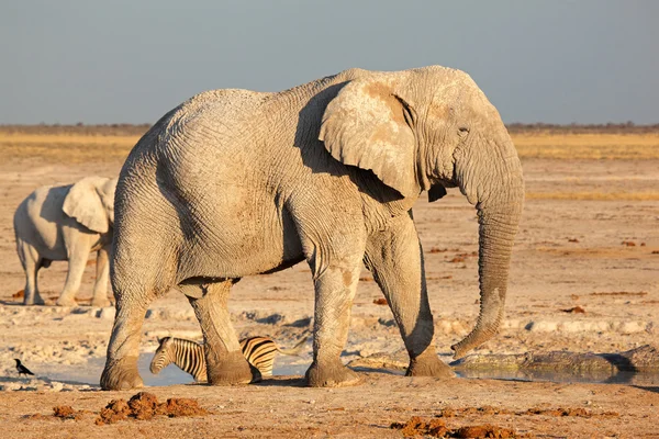 Afrikanska tjur elefant — Stockfoto