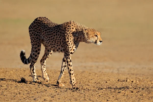 Alerta Cheetah — Foto de Stock