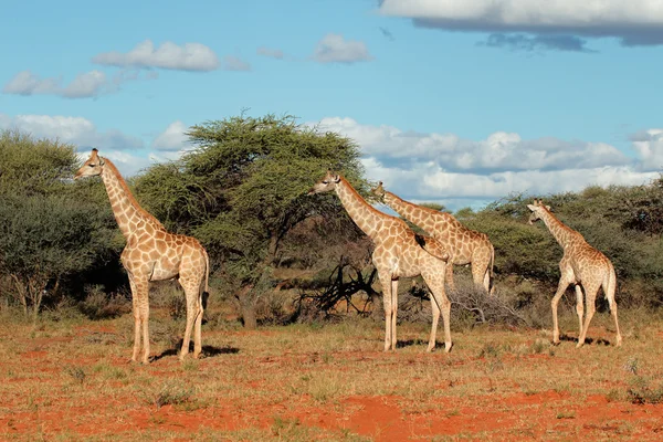 Giraffen — Stockfoto