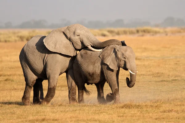Acasalamento elefantes africanos — Fotografia de Stock