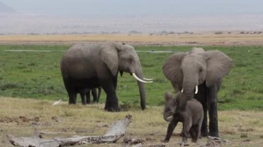Genç buzağı ile Afrika fili