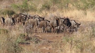 Mavi wildebeest