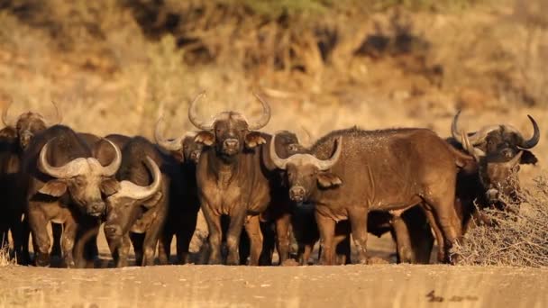 Búfalos africanos — Vídeos de Stock