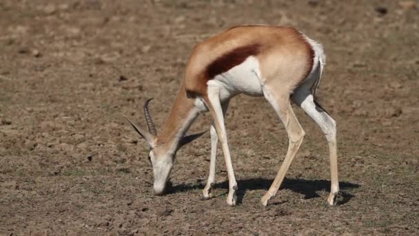 Weidende Springbockantilope — Stockvideo