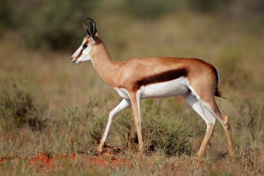 Springbok antilop