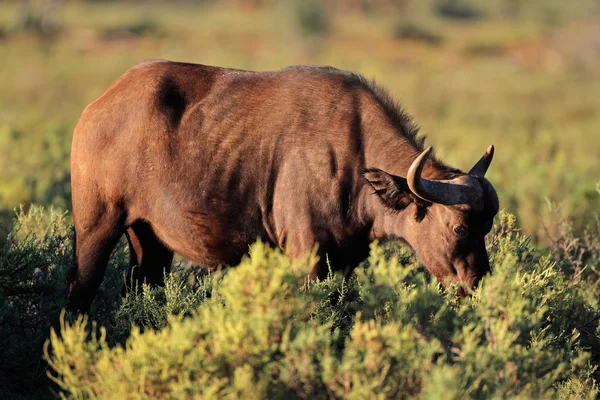 African buffalo — Stock Photo, Image