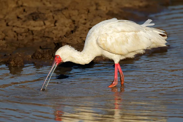 African spoonbill — Stock Photo, Image