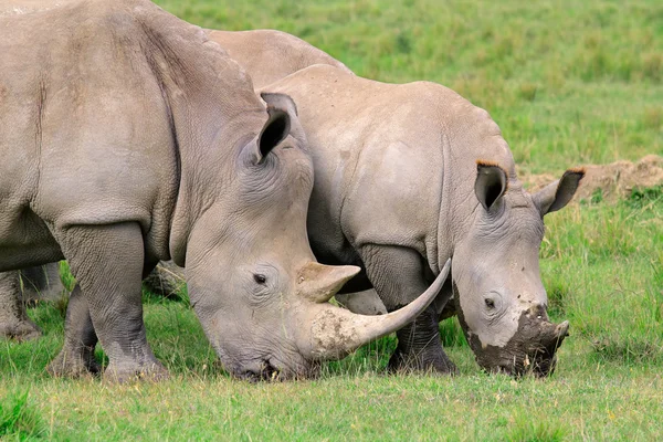 Білий носоріг годування — стокове фото