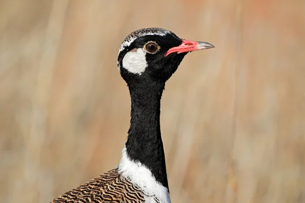 White-quilled Bustard — Stock Photo, Image