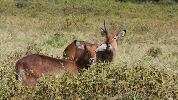 Defassa waterbok — Stockvideo