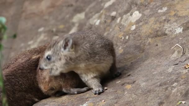 Rock hyrax basking — Stock Video