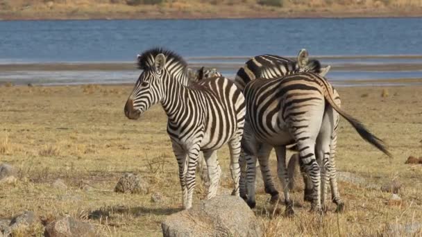 Zebras das planícies — Vídeo de Stock