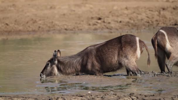 Cebras de las llanuras — Vídeo de stock