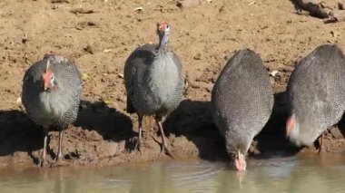 miğferli guineafowls