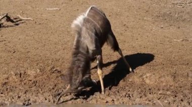 nyala antilop oynama