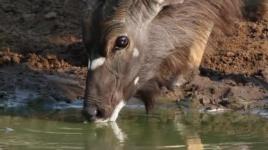 nyala antilop içme