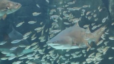 yırtık pırtık diş köpekbalığı