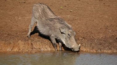 warthog içme