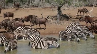 Zebralar ve içme wildebeest