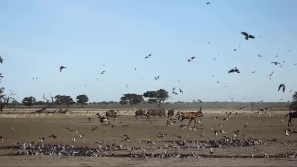 비둘기와 빨간 hartebeest — 비디오