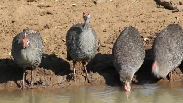 Helmeted guineafowls — Stock Video