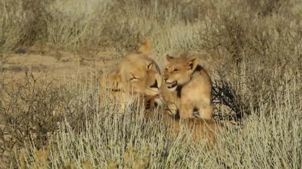 Lioness with cubs — Stock Video