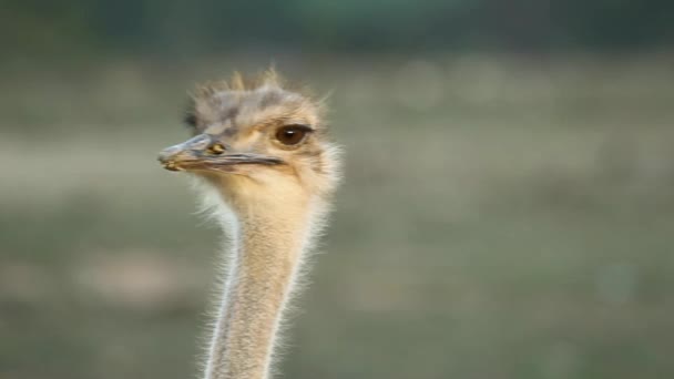 Struisvogel portret — Stockvideo