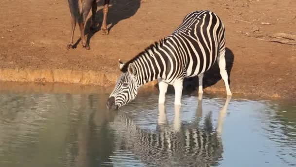 Llanuras Zebra beber — Vídeo de stock