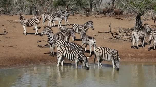 Plains Zebra's drinken — Stockvideo