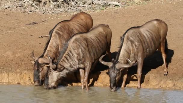 Wildebeest drinking 04 — Stock Video