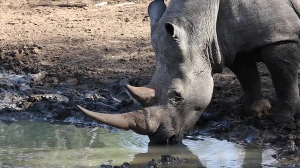 Agua potable de rinoceronte blanco — Vídeo de stock