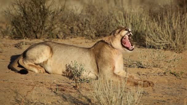 Lionne bâillante 
