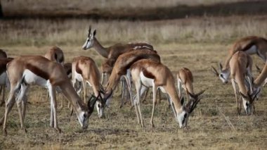 Springbok otlatma