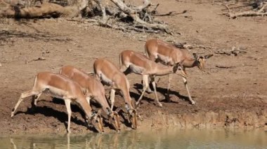 Impala antilop içme