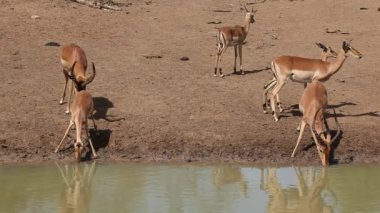 Impala antilop içme