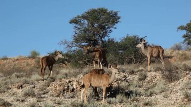 kudu antilopları